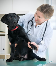 Vet and Dog